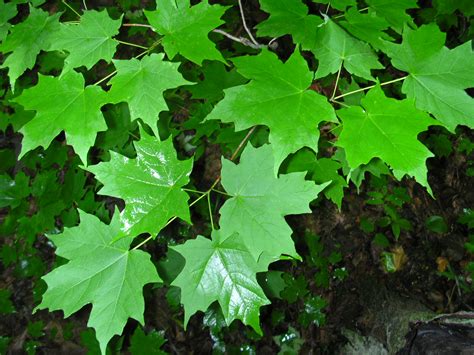The Health Benefits Of Drinking Maple Tree Sap Wild Foodism