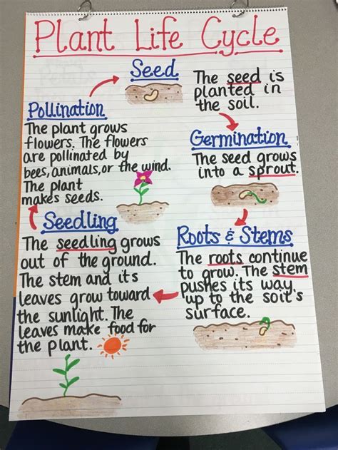 Life Cycle Lesson Plans For 1st Grade