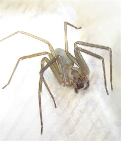 Brown Recluse Spider Project Noah