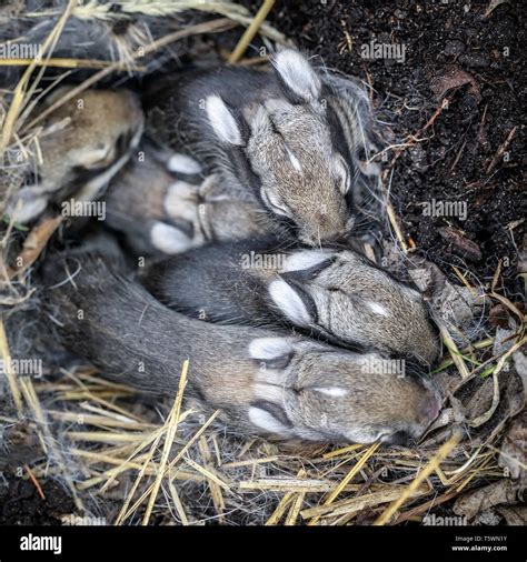Baby bunny eastern cottontail nest hi-res stock photography and images