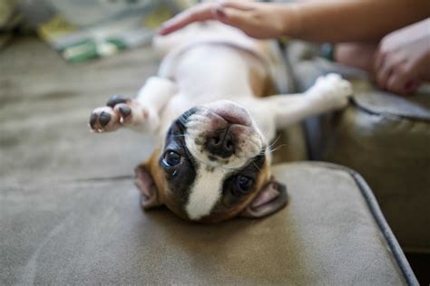 French Bulldog Pregnancy Revealing French Bulldogs Pregnancy Guide