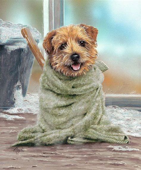 Grooming For The Gorgeous Norfolk Terrier Dog Painting By