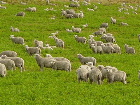 Sheep The Biggest Animals Kingdom