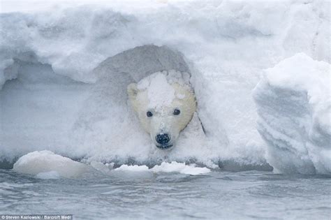 Cub Sticks His Head Through The Snow While Playing In Alaska In Photos