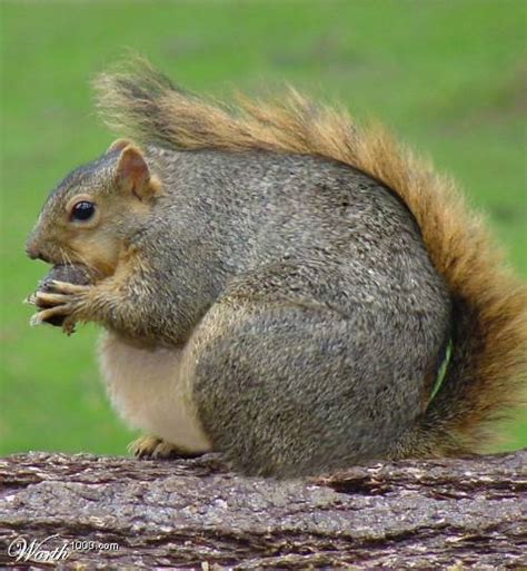 fat squirrel squirrels photo 855818 fanpop