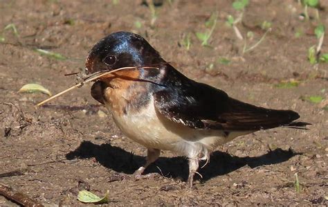We specialize in the removal and control of wild nuisance pest animals from your ventura county home or business. Bird Control | Pest Management In Ventura County, CA