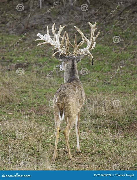 Trophy Whitetail Deer Buck With Amazing Non Typical Antlers Royalty
