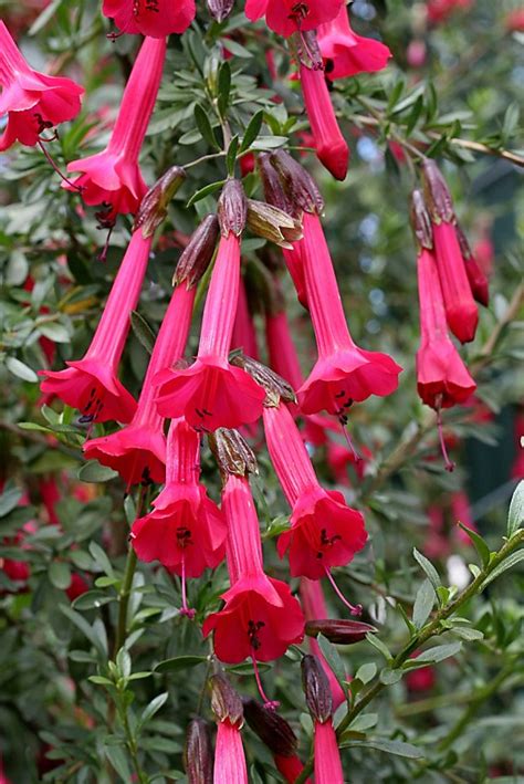This silver torch cactus grows red tubular flowers at the. Sacred flower of Andes has plenty of wow