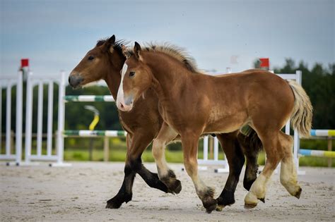 Vosgesen Images Le Concours National Des Chevaux De Trait Ardennais