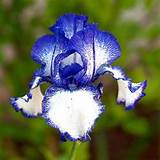 Pictures of Blue Iris Flower
