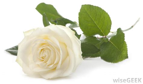 May 26, 2020 · given as a gift they also represent unattainable love but unfathomable favor. What do Different Colors of Roses Mean? (with pictures)