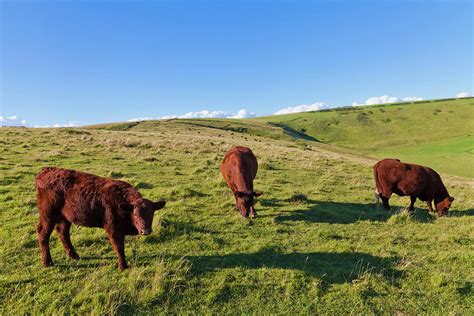 England Cows Grazing On Pasture At Photograph By Westend61 Fine Art
