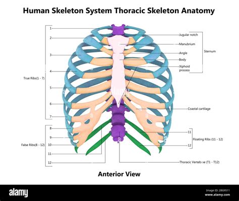 Thoracic Cage Diagram Labeled