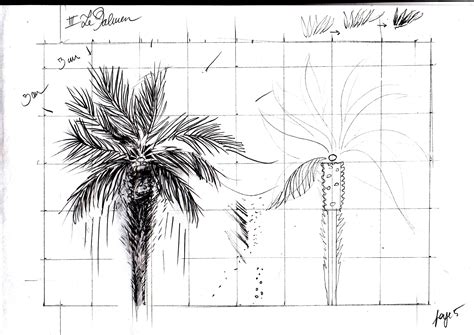 Le Palmier The Palm Tree Comment Dessiner Le Palmier How To Draw The