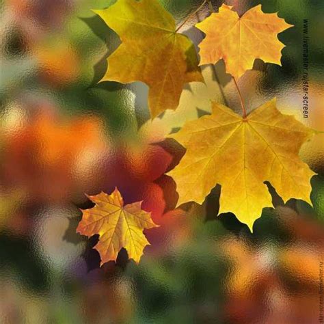 Осінні листочки малюнки - картинки и фото осенние листья, скачать рисунки на Depositphotos®