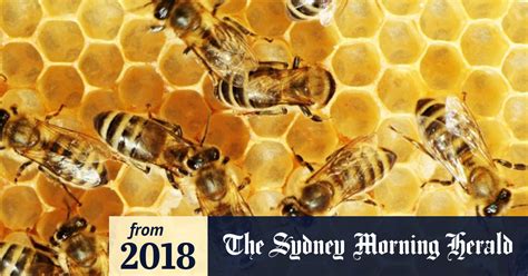 The Honey Factory Review Jurgen Tautz And Diedrich Steen On Bee Business