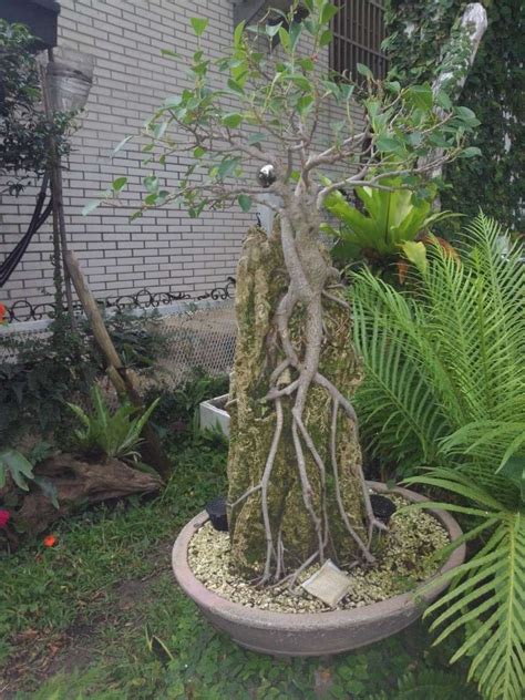 We did not find results for: Restyling Root Over Rock Ficus Microcarpa.