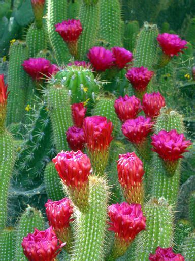Sonoran Desert Cacti Sbabo15 Photo Taken 2004 Desert Cactus Cactus