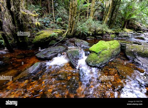 Temperate Rainforest Cradle Mountain Lake St Clair National Park