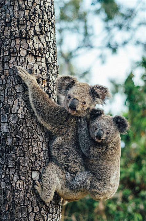 Close Up Of Mother And Baby Koala By Stocksy Contributor Dominique