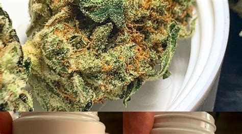 Strain Review Star Dawg From Trulieve The Highest Critic