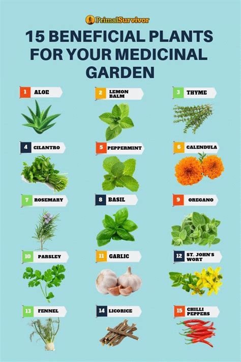 Herbs To Plant Together Chart