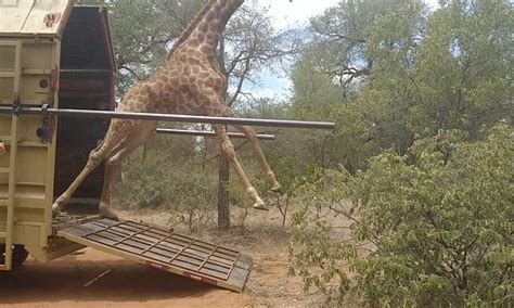 Giraffe Runs Out Of Trailer To Explore Before Spectacular Fall