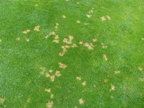 5 Common Lawn Diseases And How To Treat Them My Greenery Life