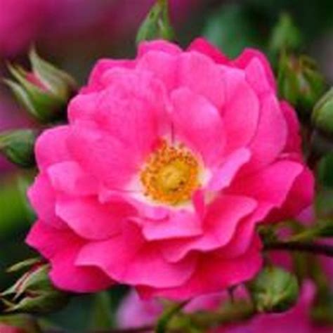 Flower Carpet Pink Rose Groundcover Roses Arboretum Garden Centre