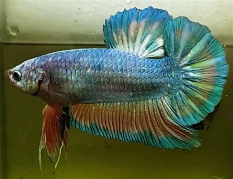 17 Facts About Giant Betta Fish That Will Surprise You