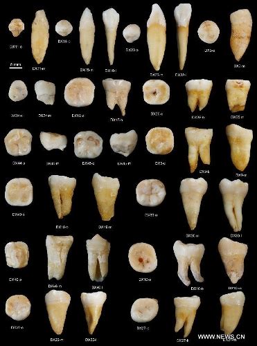 Teeth Reveal That Modern Humans Lived In Asia 80000 Years Ago Global