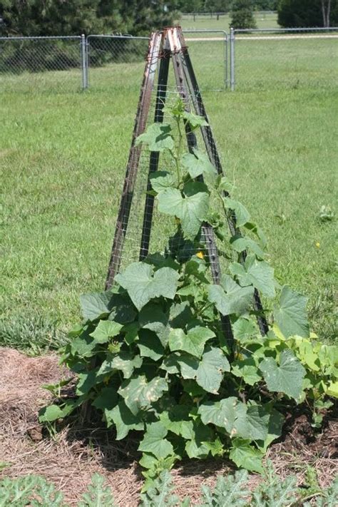 Pyramid Trellis For Cucumbers Woodworking Projects And Plans