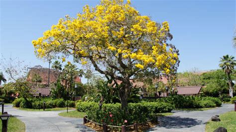Coconut palms are a popular species of palm tree in florida that has long curving. Bright Yellow Flowers Fill South Florida Thanks To ...