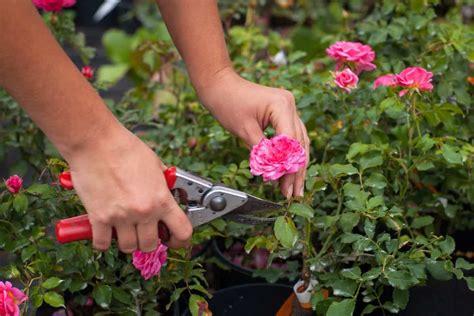 How To Prune Roses In 9 Steps Gardening Gloves Gardening Tips Sustainable Gardening When To