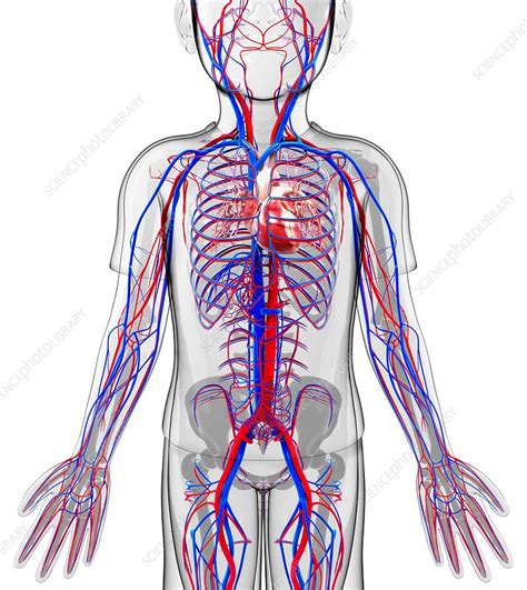 Human Cardiovascular System Artwork Stock Image F010 4593