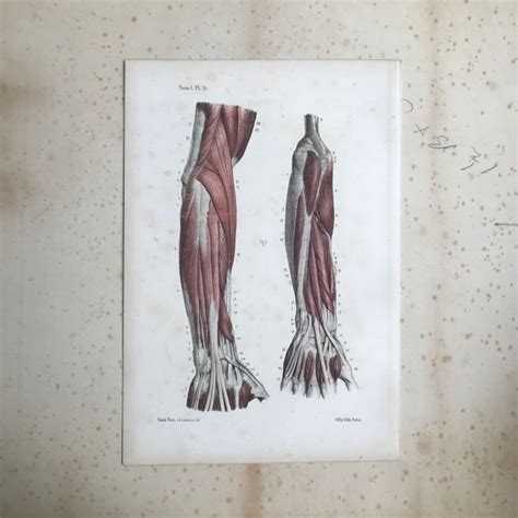 Prints Art And Collectibles Etchings And Engravings Tendons Muscles 1844