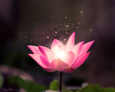 Pin By Colin On Imagens Lotus Flower Wallpaper Lotus Flower Images