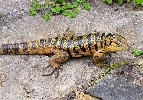 Golden Tegu Lizard At Asa Wright Nature Centre Northern T Flickr