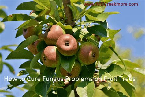 White rot, also called bot rot (botryosphaeria dothidea) is a fungus that affects apple fruit and wood with small circular spots that eventually turn orange and peel from the tree. How to Cure Fungus Problems on Fruit Trees