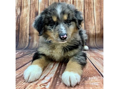 But how do you avoid the potential health problems that come with the merle some aussies, including blue merle australian shepherd puppies, are born with bobbed tails. Miniature Australian Shepherd DOG BLUE MERLE ID:2866223 ...