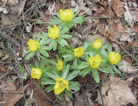 Maryland Biodiversity Project Winter Aconite Eranthis Hyemalis