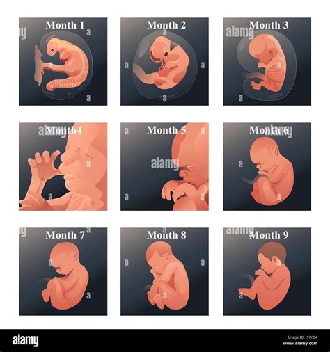 Baby In Womb High Resolution Stock Photography And Images Alamy
