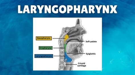 Laryngopharynx Anatomy Definition Parts Lymphatics Functions Youtube