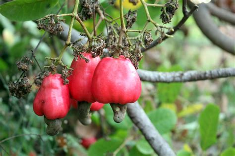 Fruit plants fruit garden fruit trees trees to plant cashew apple cashew tree colorful fruit tropical fruits fruit and veg. Free Images - cashew tree plant nature