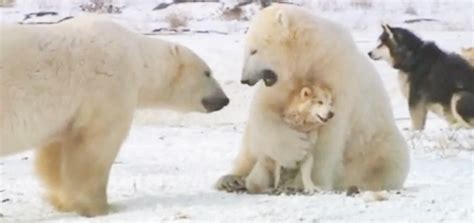 Polar Bears And Dogs Playing Modern Dog Magazine