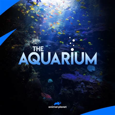 Watch The Aquarium Season 2 Episode 7 Maggie The Magnificent Online