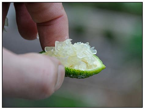 The Pop Rocks Of Citrus Australian Finger Limes Nasioc