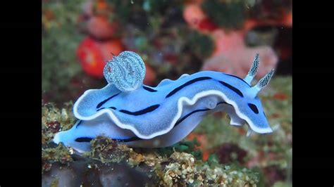 Sexy Sea Slugs Ucla Epss 15 Comm Project Fall 2014 Youtube