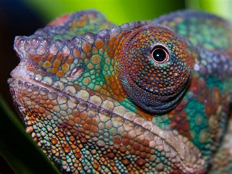 10 Things You Didnt Know About Chameleons Twistedsifter