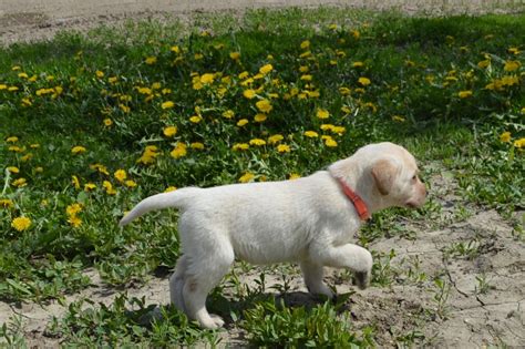 Yellow Lab Hybrid Gun Dog Puppies For Sale